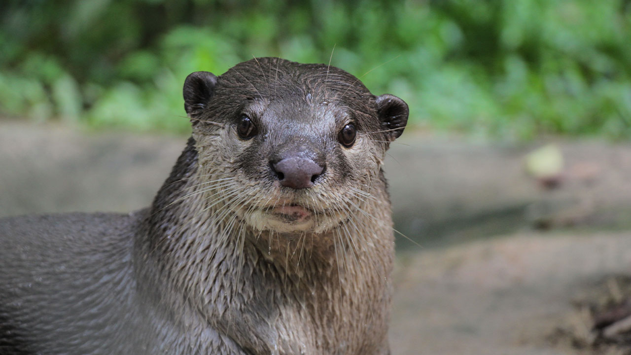 Otter at ACCB Siem Reap